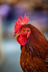 Portrait of a rooster with a red comb on his head.