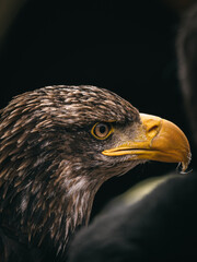 Portrait tête aigle