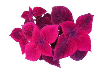 Red Coleus plant (Solenostemon scutellarioides) other names are Painted Nettle, Flame nettle. Leaves are red with pointed tip, rounded base and serrated edge. PNG file, transparent. Thailand.