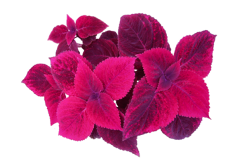 Red Coleus plant (Solenostemon scutellarioides) other names are Painted Nettle, Flame nettle. Leaves are red with pointed tip, rounded base and serrated edge. PNG file, transparent. Thailand.
