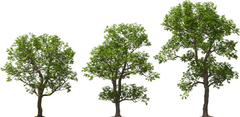 pecan deciduous tree, pecan nut, tree, hq arch viz cutout - 610253744