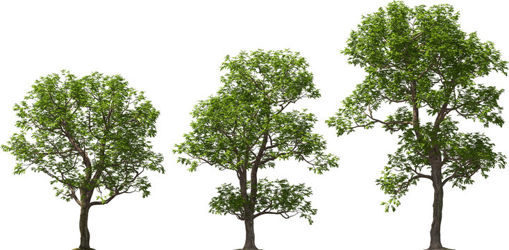 pecan deciduous tree, pecan nut, tree, hq arch viz cutout