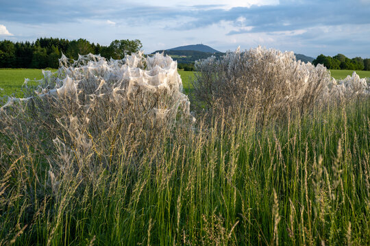 Gespinstmottenlarven