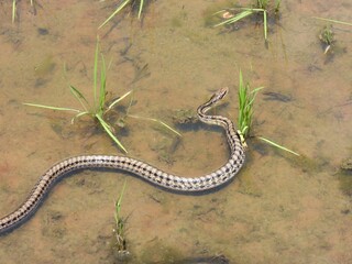 水田にシマヘビ