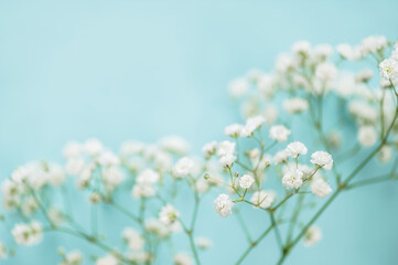 Bouquet of gypsophila on a light blue background. Greeting card, floral background.Selective focus.