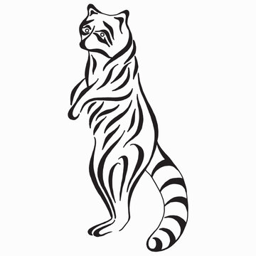 Raccoon, black and white drawing. Hand drawn illustration. Vector image of a raccoon. Linear drawing. Tattoo design.
