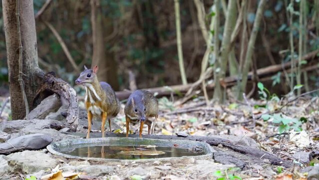 Lesser Mouse Deer (Tragulus javanicus) in the forest