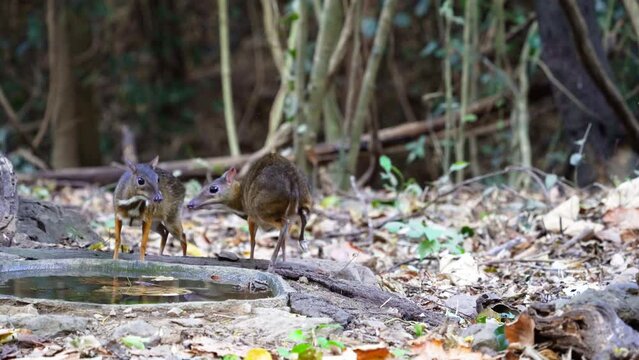 Lesser Mouse Deer (Tragulus javanicus) in the forest