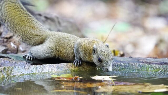 Pallas's squirrel, Red-bellied squirrel drinking water in pond.