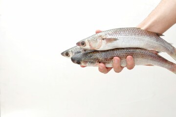 Freshly caught fish in hand on white background