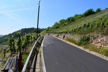 Road in the Vineyards