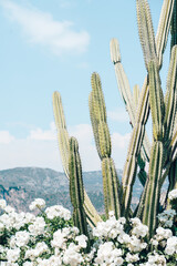 Succulent Plant With White Flowers, Cactus Plant On Blue Sky, Dessert Cacti Closeup