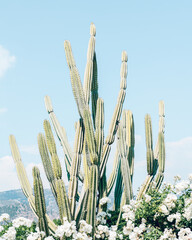 Dessert Cacti Closeup, Cactus Plant On Blue Sky, Succulent Plant With White Flowers - 610262388