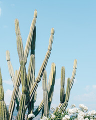 Cactus Plant On Blue Sky, Dessert Cacti Closeup, Succulent Plant With White Flowers