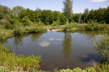 Fototapeta na wymiar idyllic pond with bank vegetation