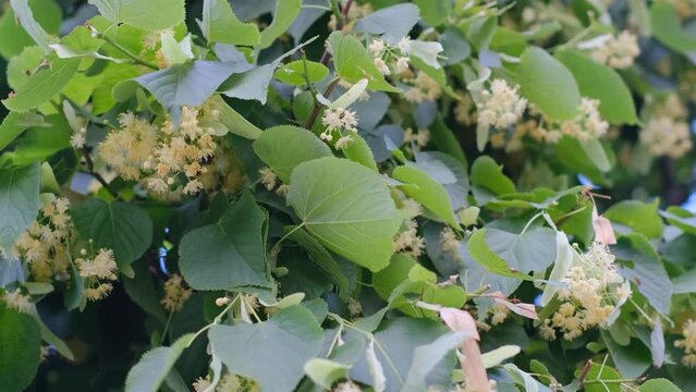 Blooming linden branches in season, close-up