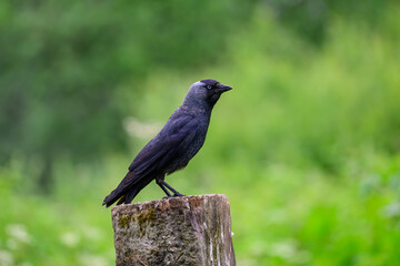Jackdaw, Corvus monedula, perched on a gate post.