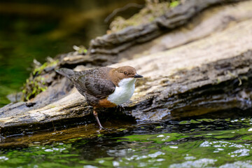 Dipper, Cinclus, perched on a river bank.