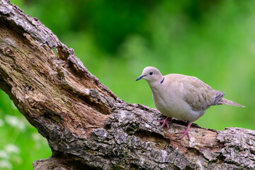Collard Dove, Streptopelia decaocto, perched on a tree log