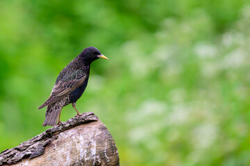 Starling, Sturnus vulgarus, perched on a tree log