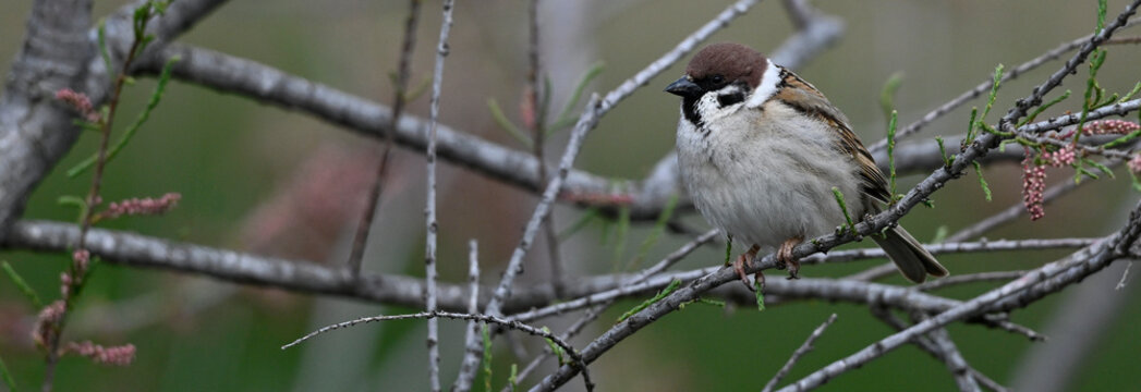 Tree sparrow in a tamarisk // Feldsperling (Passer montanus)