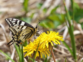 Eastern Hokkaido swallowtail butterfly and dandelion
