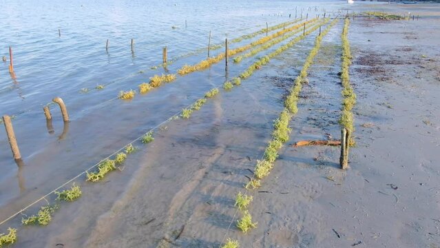 Cultivated edible seaweed growing in ocean at lowtide at sustainable seaweed farm on Atauro Island in Timor-Leste, Southeast Asia