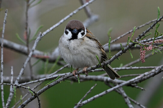 Tree sparrow in a tamarisk // Feldsperling (Passer montanus)