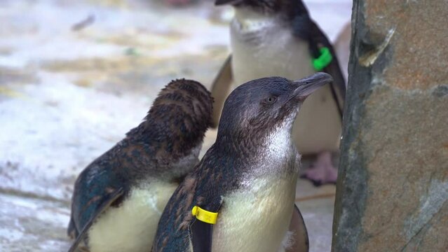 Group of Australian little penguin fairy, eudyptula novaehollandiae in marine wildlife sanctuary, preening, grooming and cleaning wet feathers with its bill on the shore, close up shot.