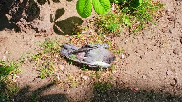 Dead Body Corpse of Wild City Piegon Killed by Disease or Car or Cat