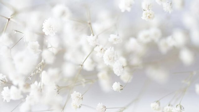 Beautiful abstract floral background. Flowers of gypsophila white close-up slow motion.