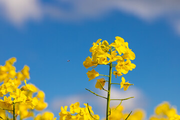 Close-up of a rapeseed flower