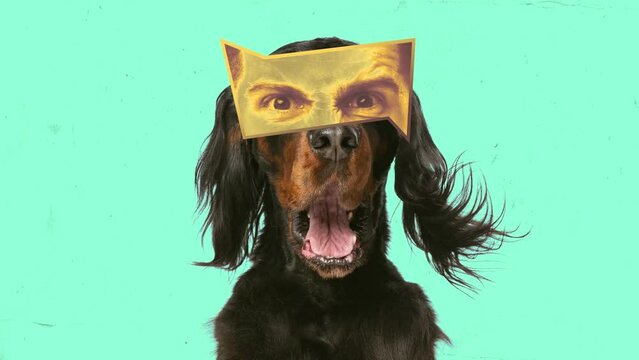 Dog with open mouth and male eyes parts expressing anger and irritation. Stop motion, animation. Combination of image and video. Concept of animals, fun, creativity, emotions, surrealism. Ad
