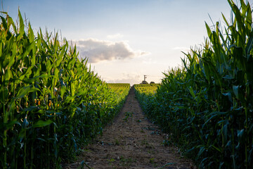 Farmer's field with tractor tracks