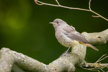 A young black redstart (Phoenicurus ochruros) sits on the branch with dark green background and copyspace. Close-up portrait a young black redstart on a summer day.