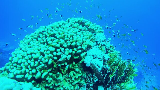 Porites coral or genus of stony coral in the depths of the Red sea, travel concept
