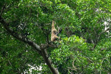 Gibbons