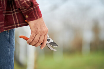 Close up of old male holding pruner, scissors in orchard. Gardener wearing plaid shirt and blue jeans working outdoors, taking care of plants. Concept of agriculture equipment.