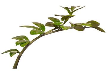 Branch with leaves. Decorative branch of zamioculcas without background.