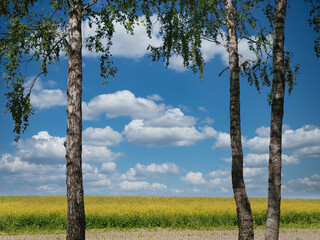 white-trunked birches against the background of a yellow rapeseed field to the horizon with a blue sky