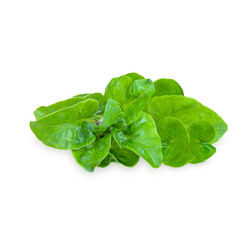 Fresh watercress isolated on white background
