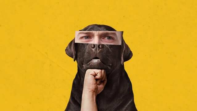 Black dog with man's eyes elements expressing serious, thoughtful, concentrated look against yellow background. Stop motion, animation. Concept of animals, fun, creativity, emotions, surrealism. Ad