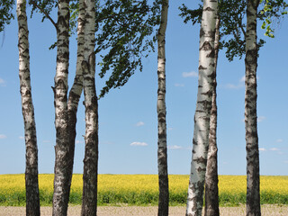 white-trunked birches against the background of a yellow rapeseed field to the horizon with a blue sky - 610278145