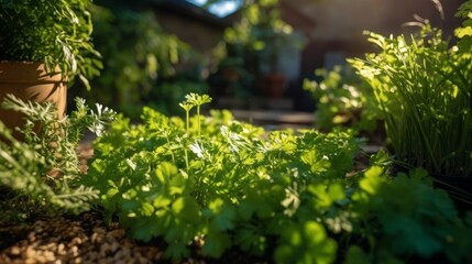 cilantro growing in a sunlit garden, surrounded by other herbs and plants