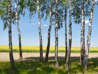 white-trunked birches against the background of a yellow rapeseed field to the horizon with a blue sky - 610278562