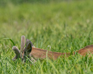 jekeń byk w słoneczny dzień na łące w wysokiej trawie