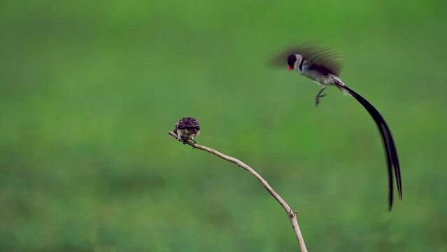 A male, in breeding plumage with long tail feathers, and a female pin-tailed whydah bird (Vidua macroura). The male is performing his courtship display. Static long lens shot