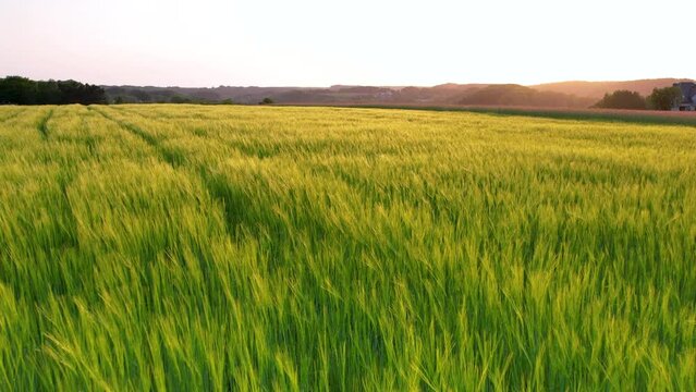 Sunset drone flight over lush green barley farm land, Kielno, Poland