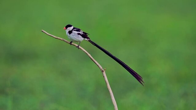 A male, in breeding plumage with long tail feathers,  pin-tailed whydah bird (Vidua macroura) perched on a branch. Static long lens shot