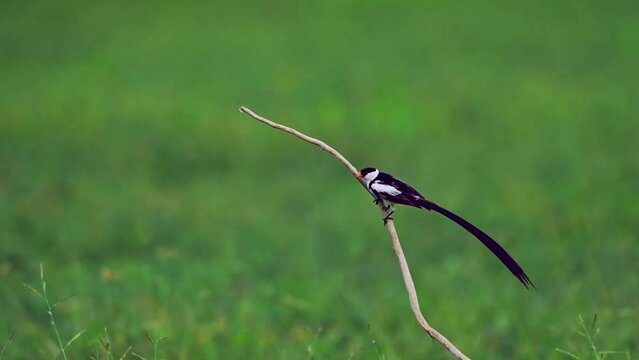 A male, in breeding plumage with long tail feathers, and a female pin-tailed whydah bird (Vidua macroura). Male was performing his courtship display before the female flew off. Static long lens shot